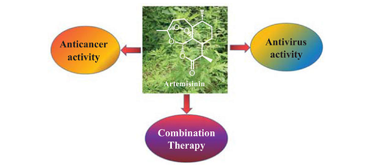 artemisinin anti-inflammatory