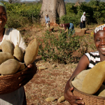 baobab africa tree health benefits