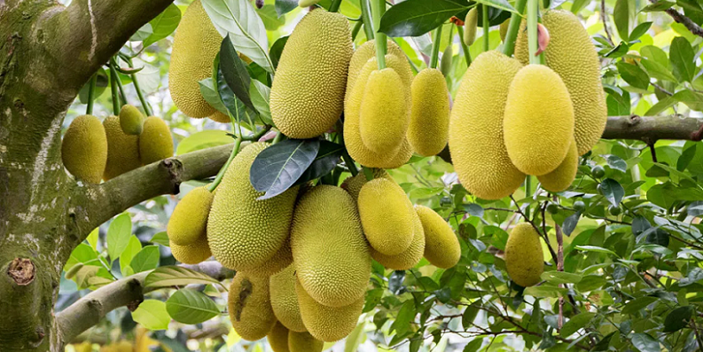 jackfruit in diet