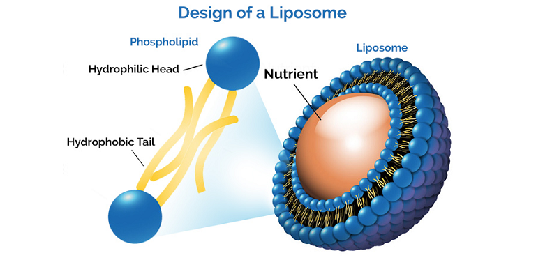liposomal science