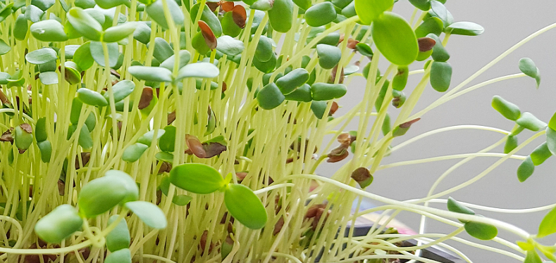 science of sprouting