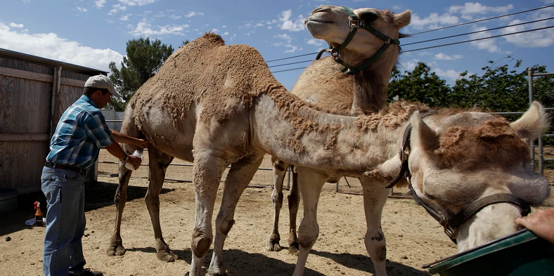 camel milk health benefits