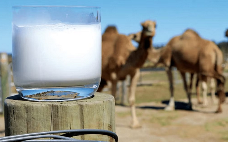 camel milk nutrient rich cow milk