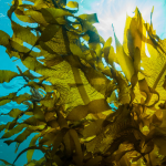 fucoxanthin seaweed weight management