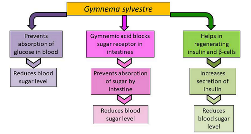gymnema sylvestre benefits