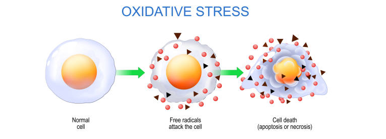 inflammation oxidative stress