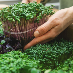 microgreens nutritional benefits