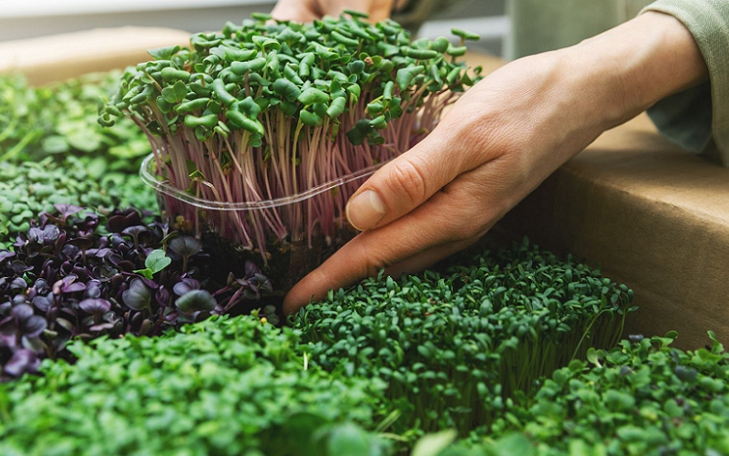 microgreens nutritional benefits
