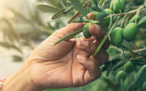 olive leaf extract immune boosting
