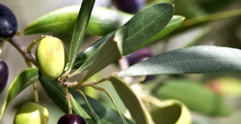 olive leaf immune health