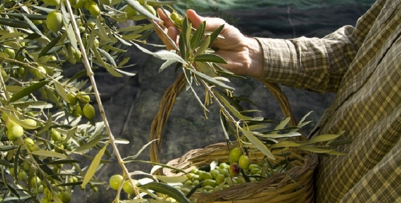 olive leaf power