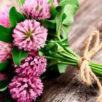red clover extract menopause